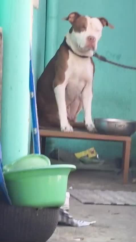 American Bully Standard Size Puppy, farm video