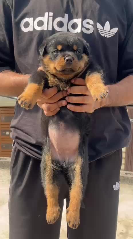 Rottweiler Puppy, farm video