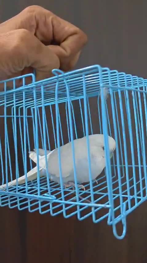 Budgies, farm video