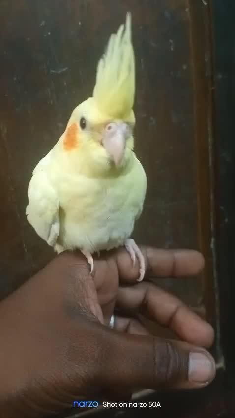 Cockatiel, farm video