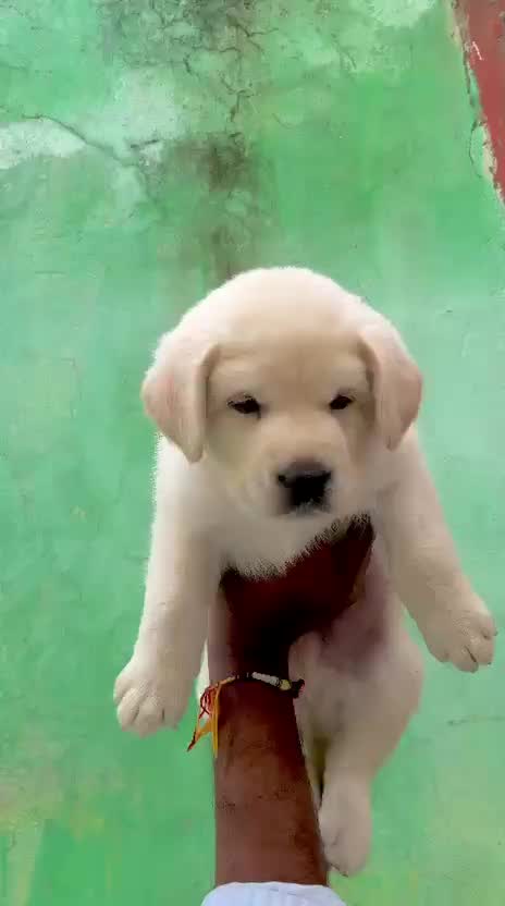 Beagle Black & Tan Puppy, farm video