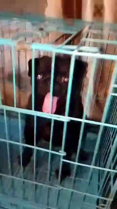 Pug Puppy | Apricot Color, farm video