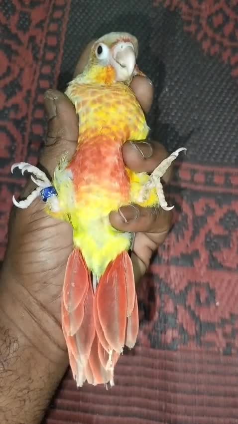 Pineapple Headed Conure, farm video
