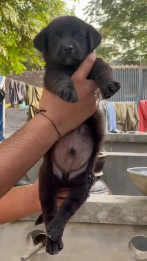 Beagle Black & Tan Puppy, farm video