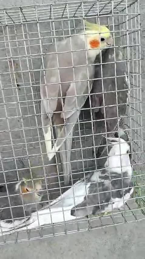 Cockatiel, farm video