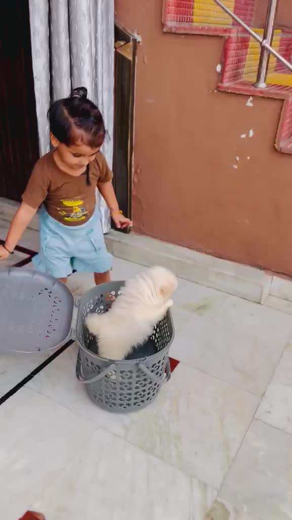 Culture Pom Puppy | White Color, farm video