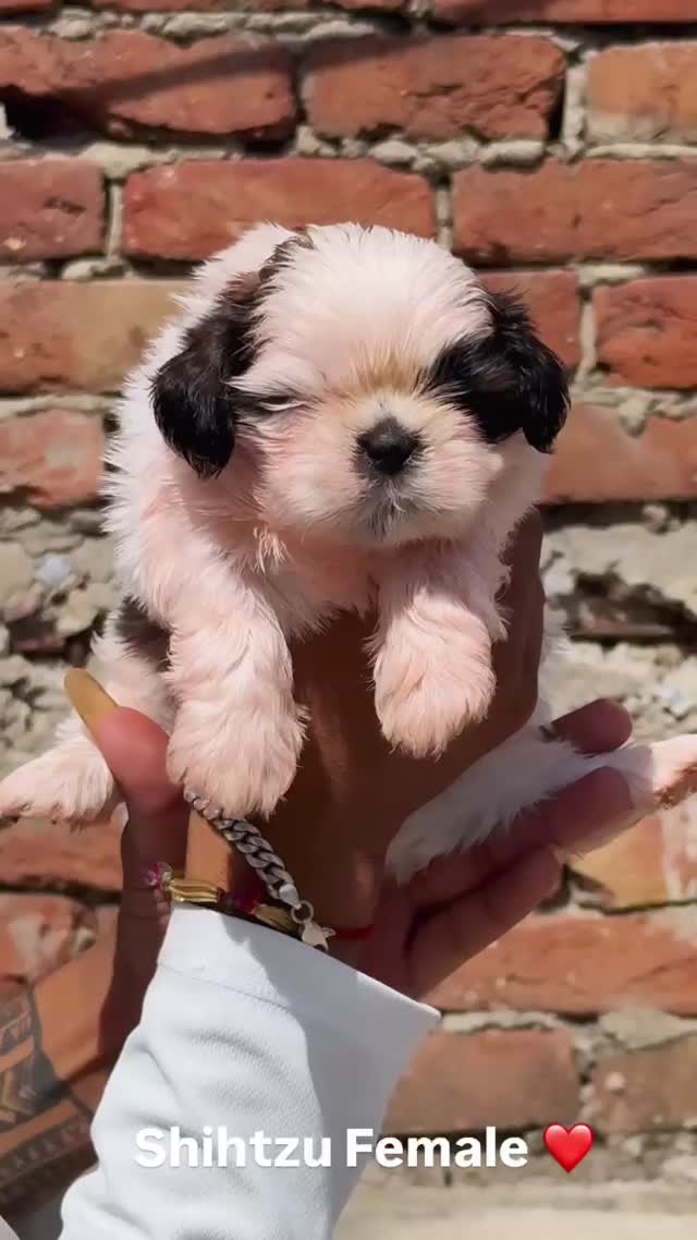 Shih Tzu Puppy Brown & White, farm video