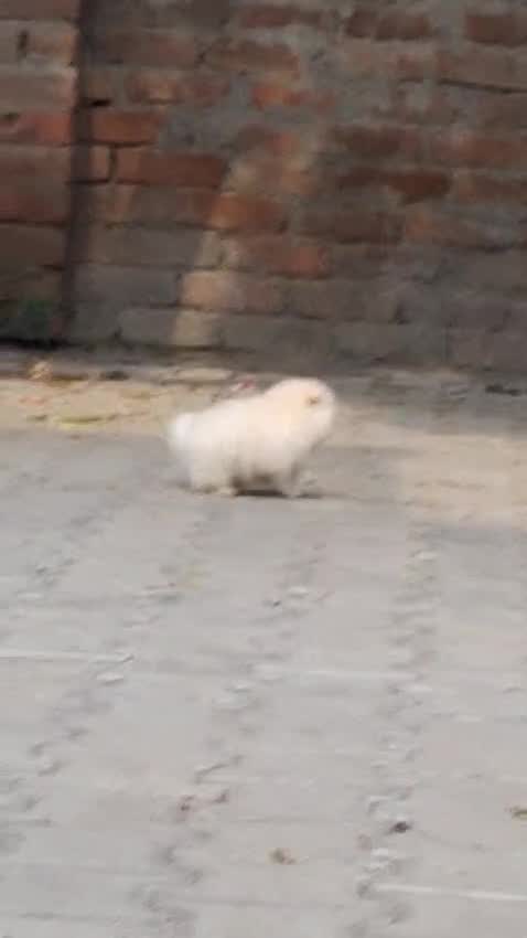 Pomeranian Puppy, farm video