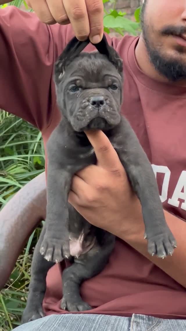 Cane Corso Puppy, farm video