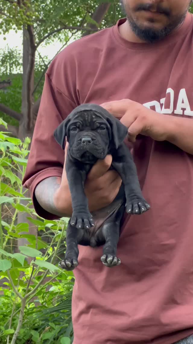 Cane Corso Puppy, farm video