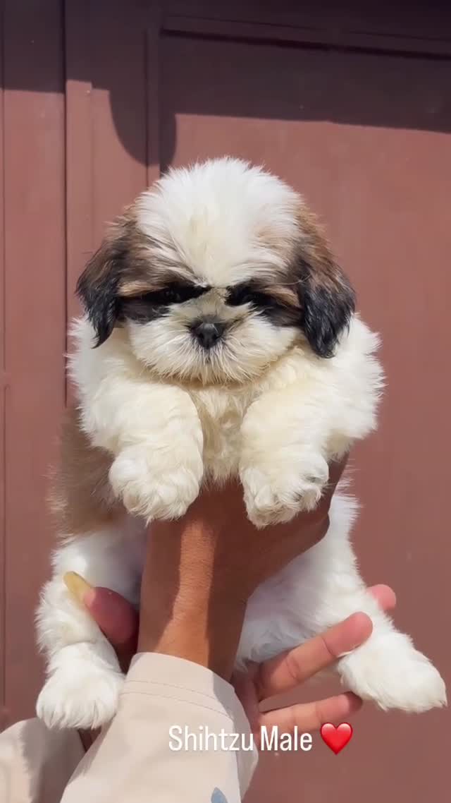 Shih Tzu Puppy Brown & White, farm video