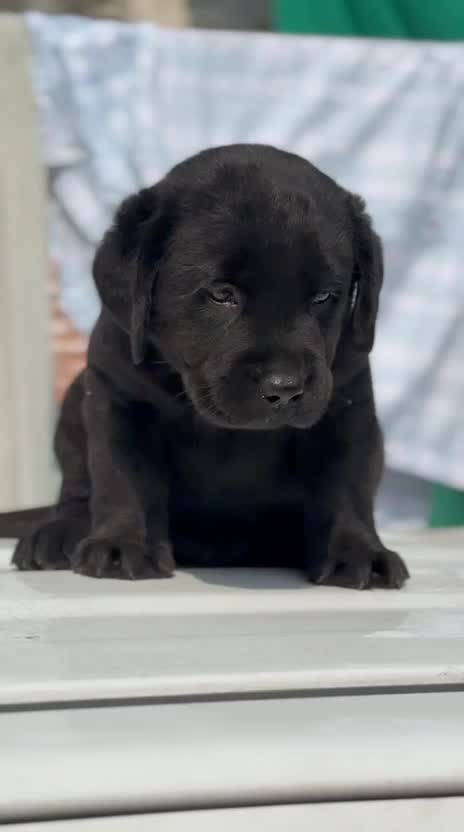 Beagle Black & Tan Puppy, farm video