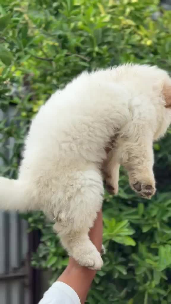 Chow Chow Puppy | Black Color, farm video