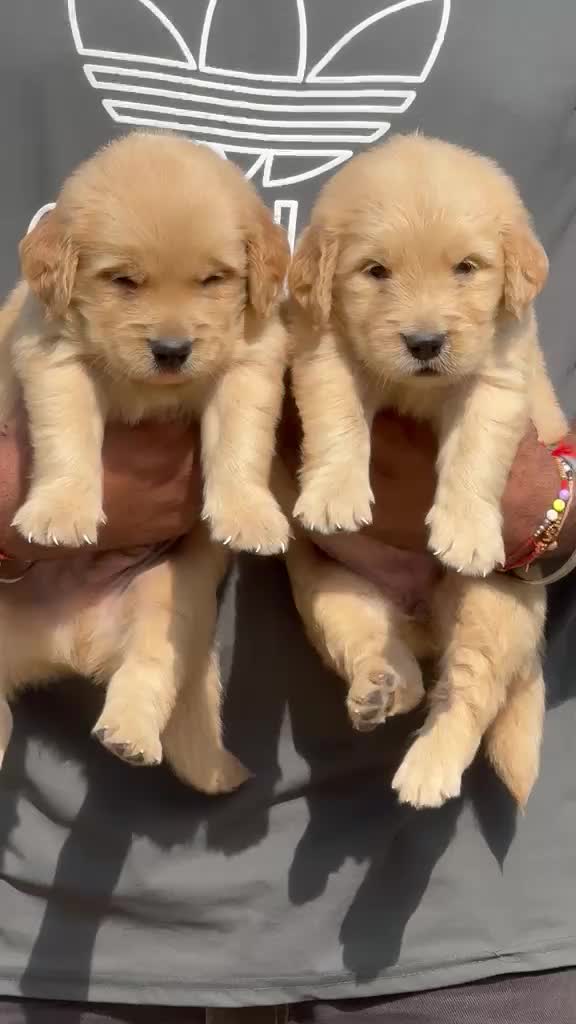 Golden Retriever, farm video