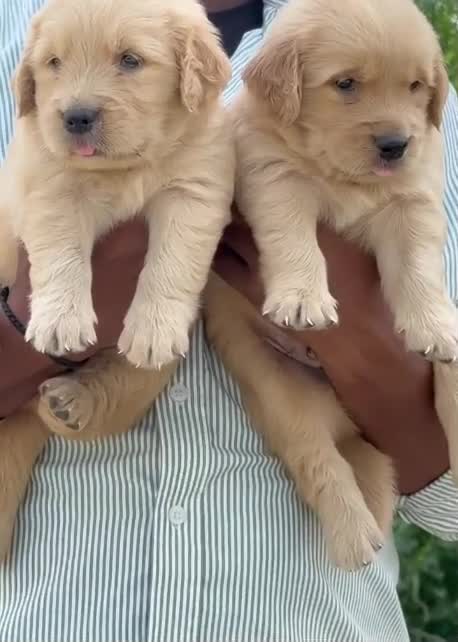 Golden Retriever, farm video