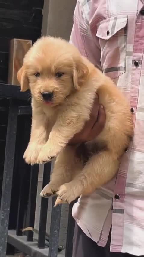 Golden Retriever, farm video