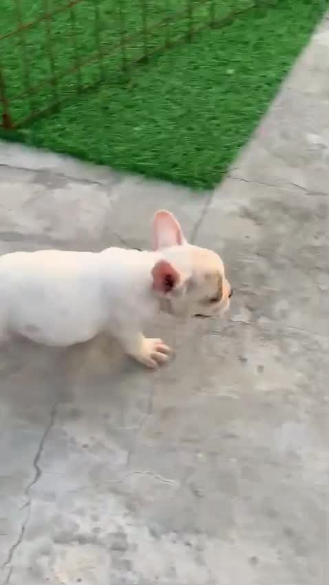 French Bulldog Puppy | Blue, farm video