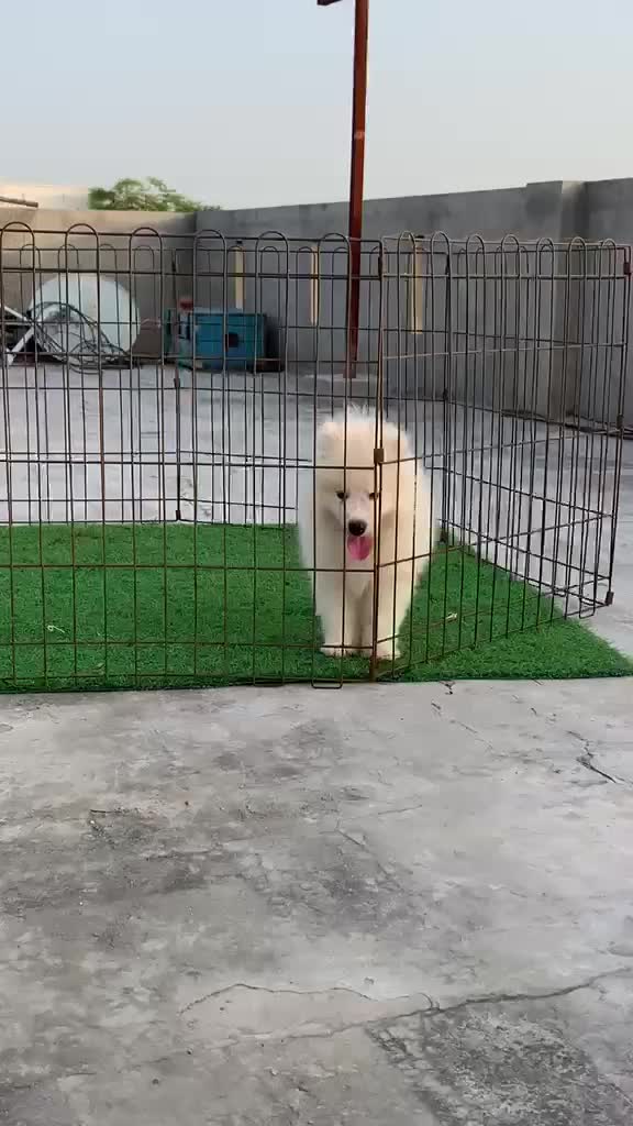 Samoyed Puppy | White, farm video