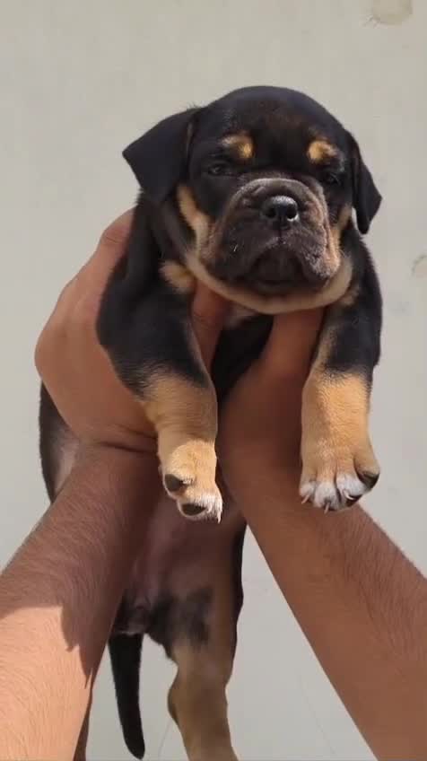 American Bully Standard Size Puppy, farm video
