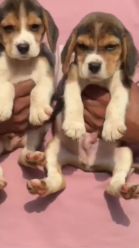 Beagle Black & Tan Puppy, farm video
