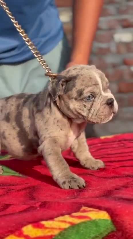 American Bully Standard Size Puppy, farm video