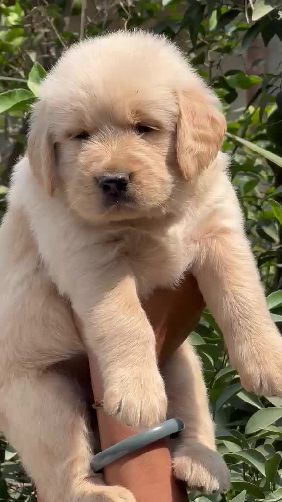 Golden Retriever, farm video