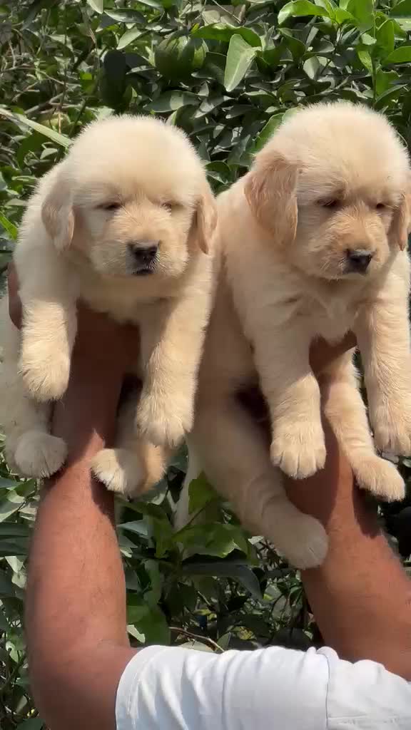 Golden Retriever, farm video
