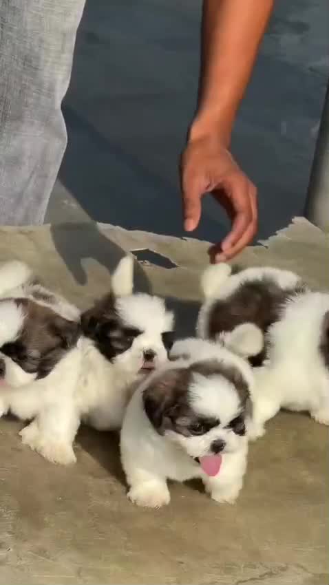 Shih Tzu Puppy Brown & White, farm video