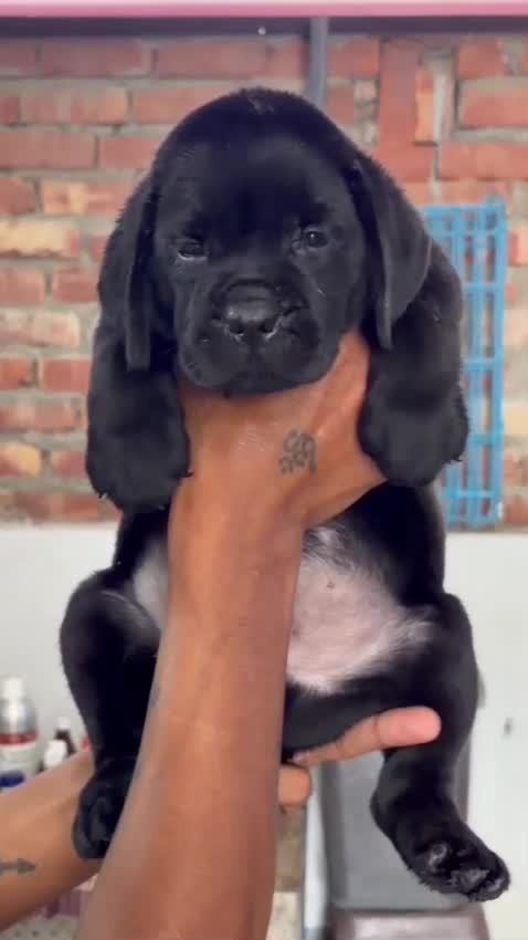 Beagle Black & Tan Puppy, farm video