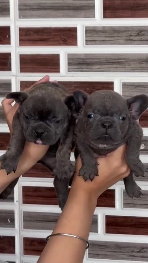 French Bulldog Puppy | Blue, farm video