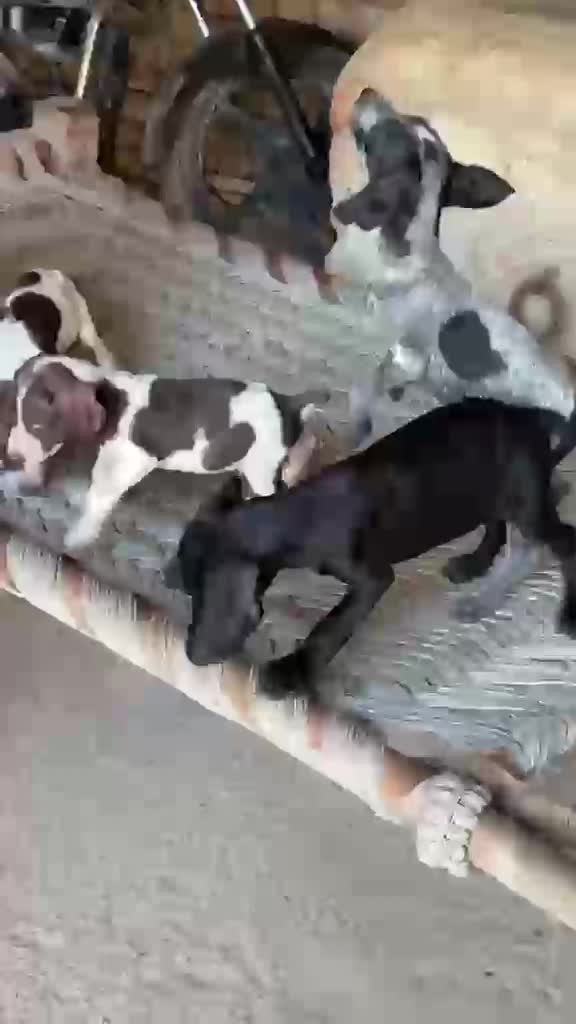 Pointer Puppy, farm video