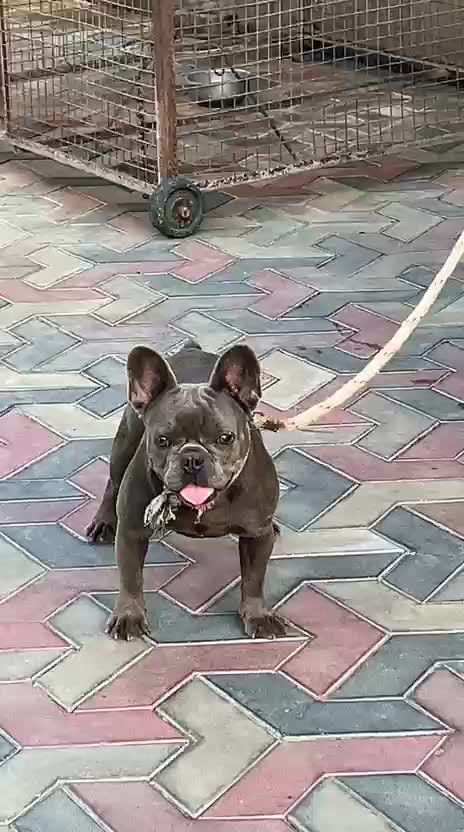 French Bulldog Puppy | White, farm video