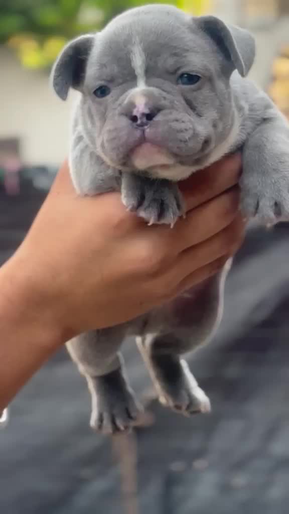 French Bulldog Puppy | White, farm video