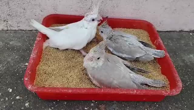 Cockatiel, farm video