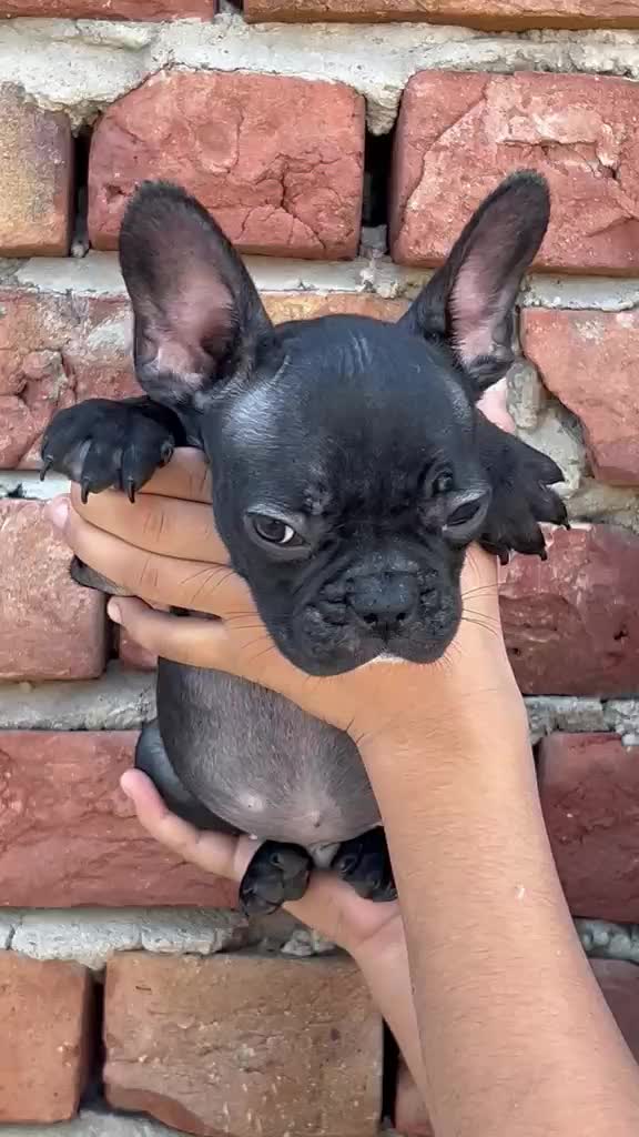 French Bulldog Puppy | White, farm video