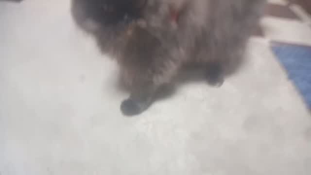 Persian Kitten (Punch Face), farm video