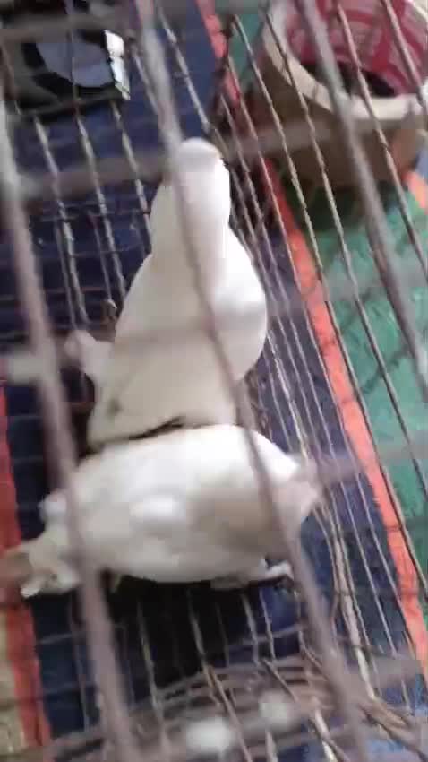 African Love Birds | Peach Face, farm video