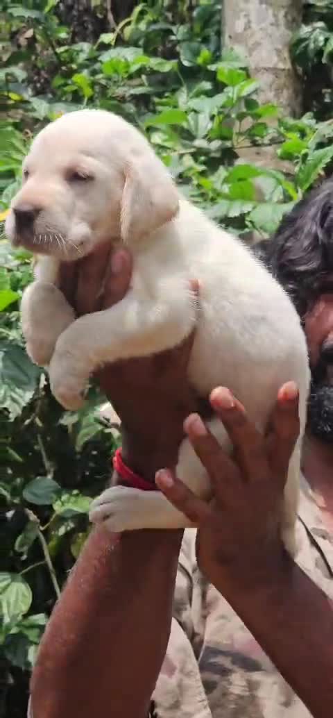 Beagle Black & Tan Puppy, farm video