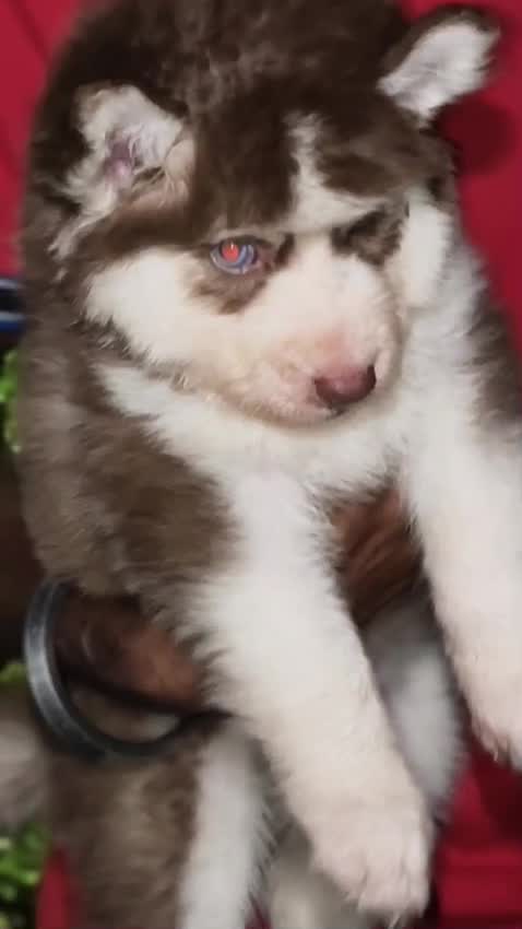 Siberian Husky Puppy | Black & White Color, farm video