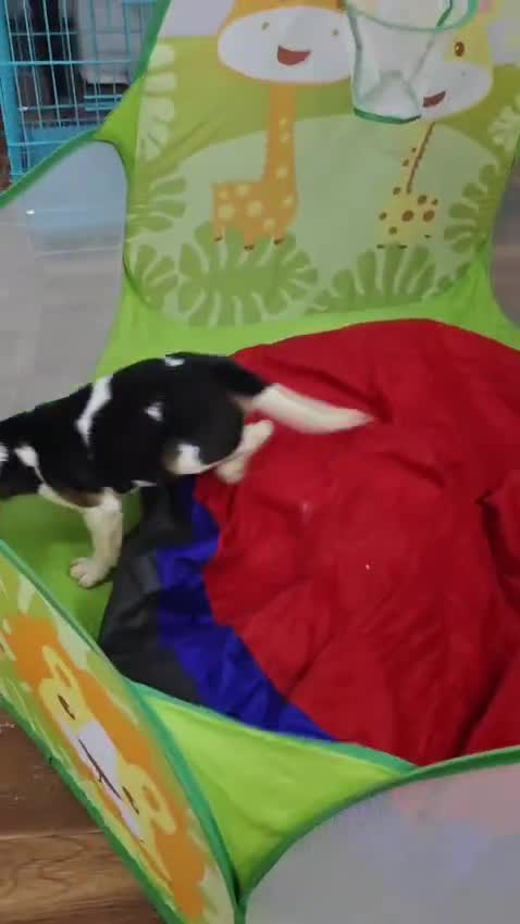 Beagle Black & Tan Puppy, farm video
