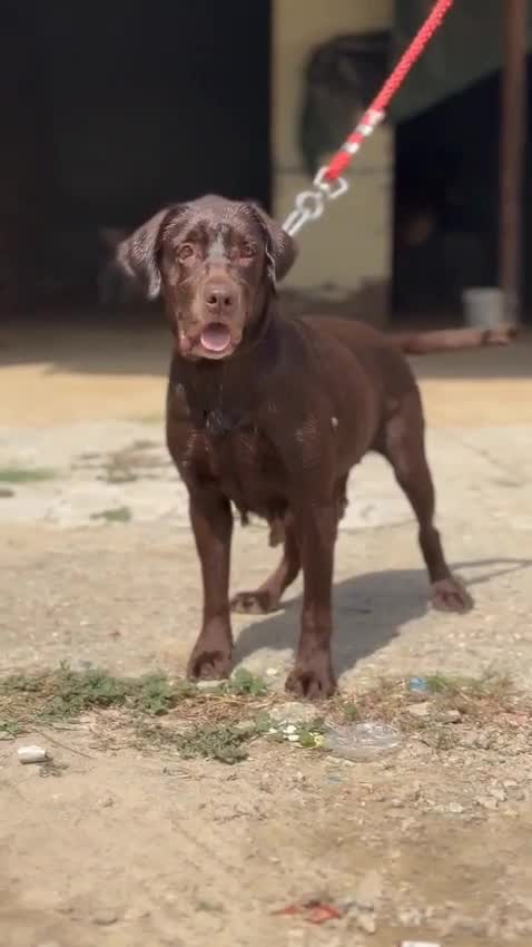 Beagle Black & Tan Puppy, farm video