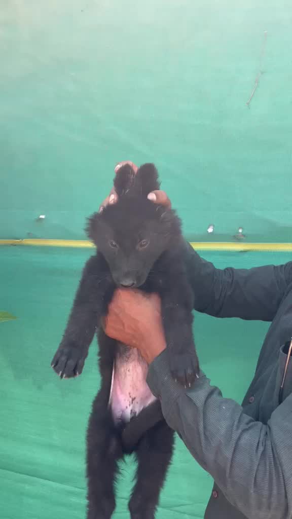 German Shepherd Puppy, farm video