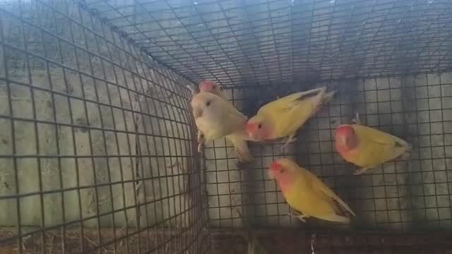 African Love Birds | Yellow & Orange, farm video