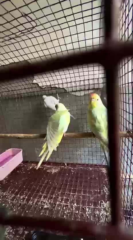 Budgies, farm video