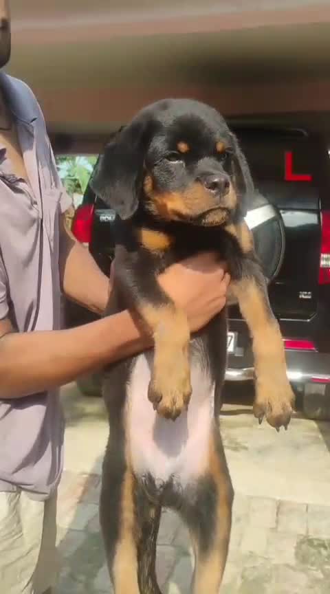 Rottweiler Puppy, farm video