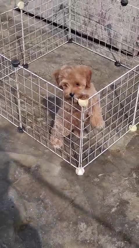 Maltipoo Puppy, farm video