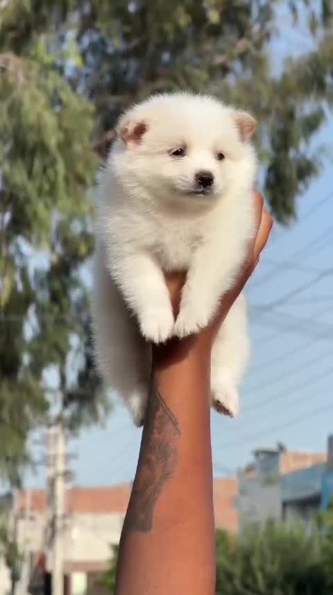Culture Pom Puppy | White Color, farm video