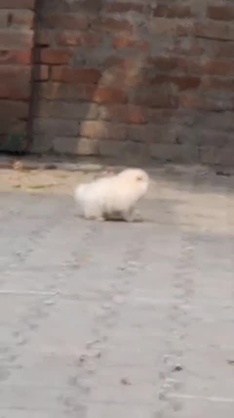 Pomeranian Puppy, farm video