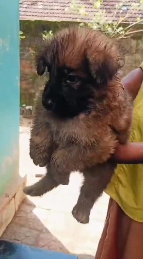 German Shepherd Puppy, farm video