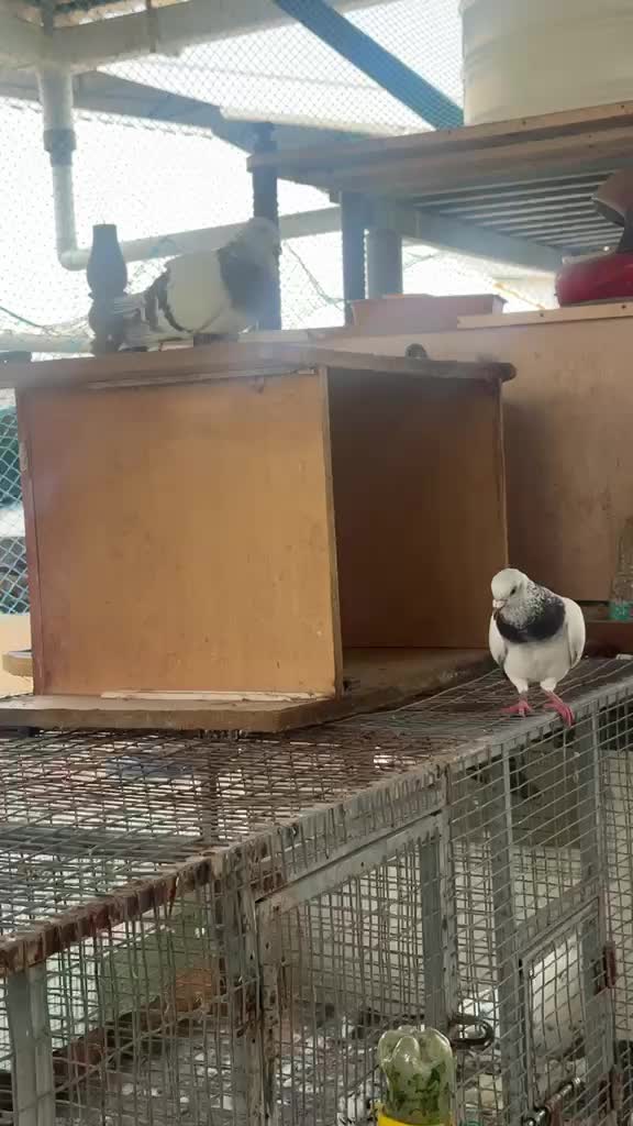 Homer Pigeon, farm video